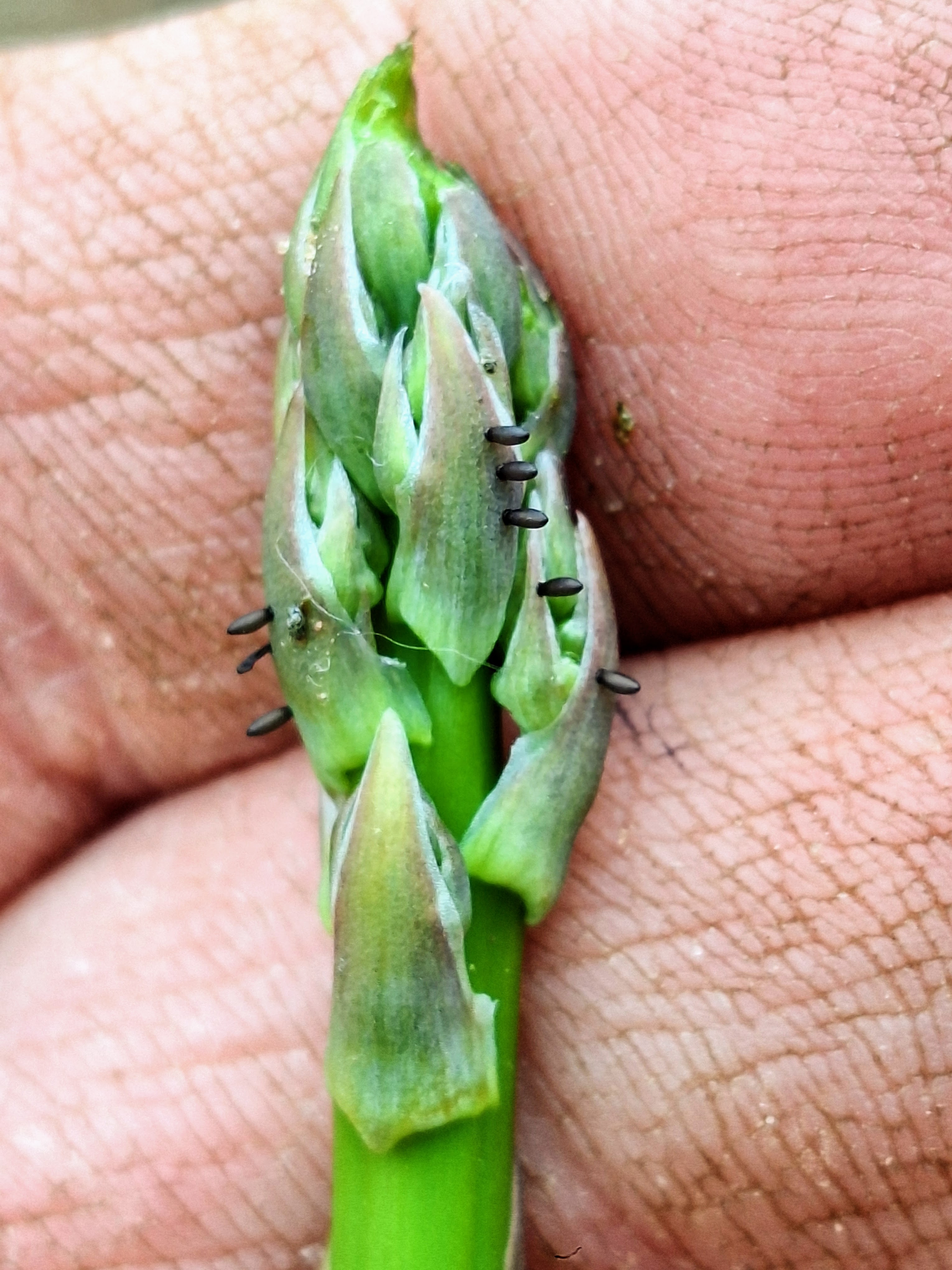 Asparagus beetle eggs on an asparagus spear.